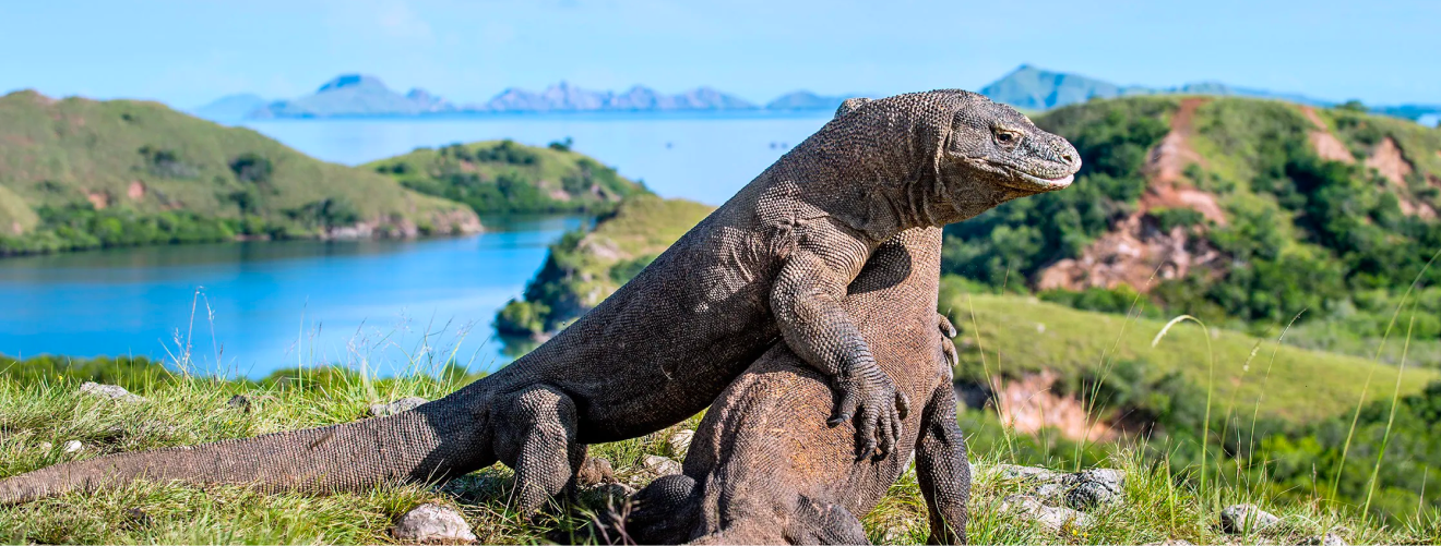 Komodo Tour From Bali